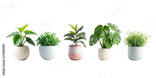 Set of Green plants in potted for interior decoration isolated on transparent png background, Houseplant for decorated in bedroom or living room, minimal natural health concept.