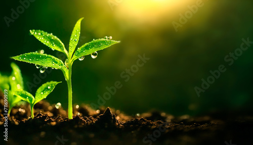 Young plant springing up out of the soil, agriculture and farming, subsidies