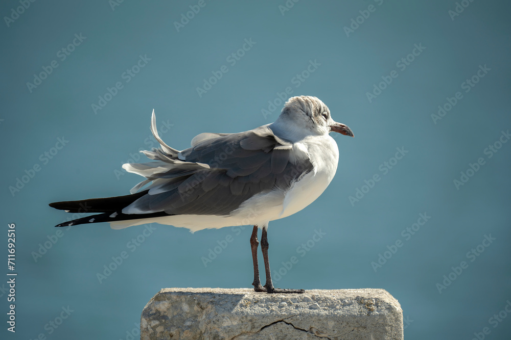 Wild seagull water bird perching on harbor railing in Florida. Wildlife in Southern USA Wild seagull water bird perching on harbor railing in Florida. Wildlife in Southern USA
