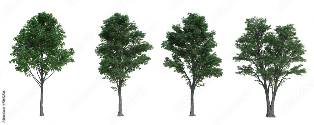 3d rendering tree isolated cut background 3d rendering tree isolated cut background