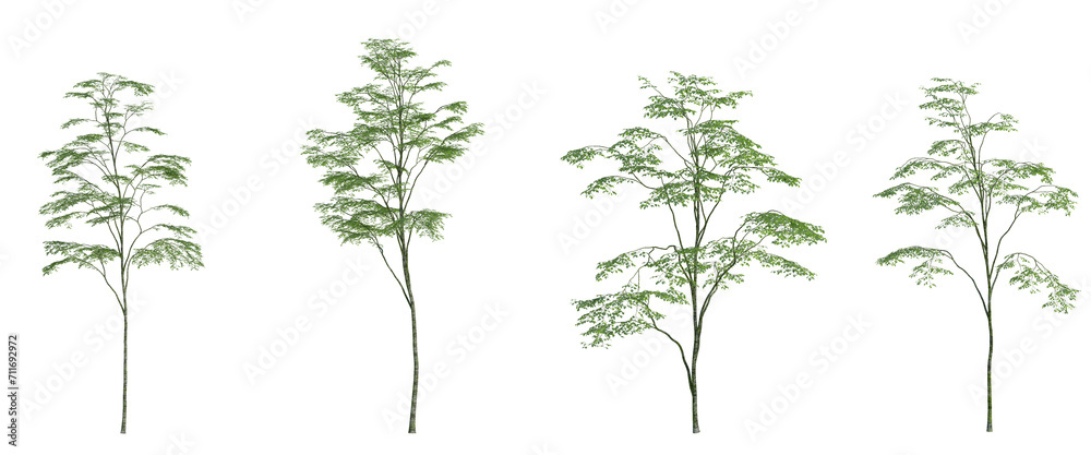 3d rendering tree isolated cut background