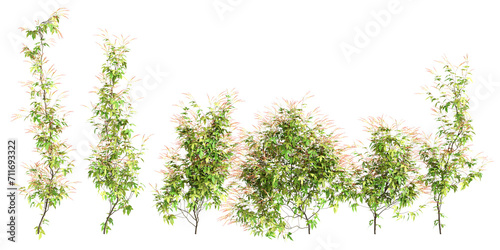 3d illustration of set Ipomoea lobata creep plant isolated on transparent background photo