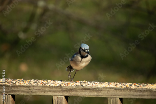 This beautiful blue jay bird is standing on the wooden railing. The pretty bird looks like he is about to pounce but waiting for the right moment. His white belly standing out from his blue feathers.