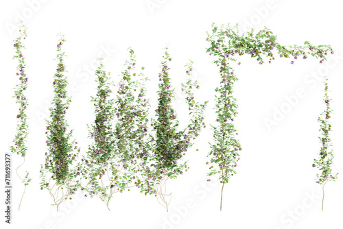 3d illustration of creep plant Cobaea scandens isolated on transparent background