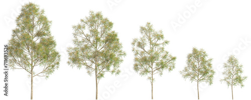 3d illustration of set Grevillea robusta tree isolated on transparent background