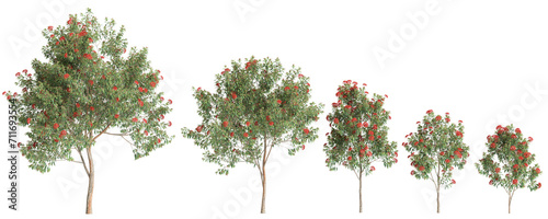 3d illustration of set Corymbia ficifolia tree isolated on transparent background photo