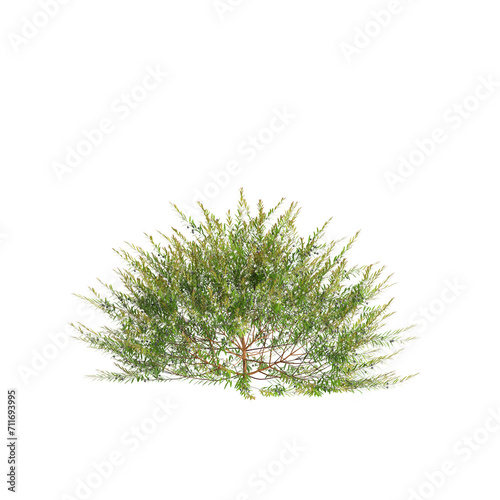 3d illustration of Austromyrtus tenuifolia bush isolated on transparent background