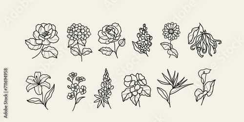 Line art flowers. Camellia, hydrangea, rose, lilacs, zinnia, ylang-ylang, lily, forget-me-not, lupine, begonia, strelitzia, calla lily photo