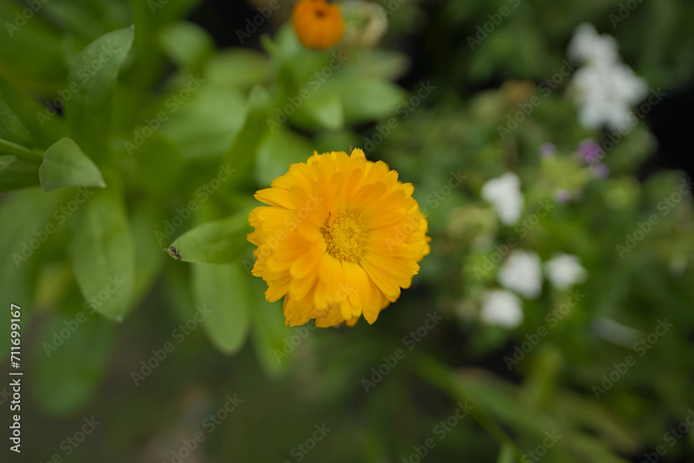 Beautiful Pot marigold, Close up of Colorful Marigold flower, Yellow Flower, flowers of pot marigold stock images Beautiful Pot marigold, Close up of Colorful Marigold flower, Yellow Flower, flowers of pot marigold stock images
