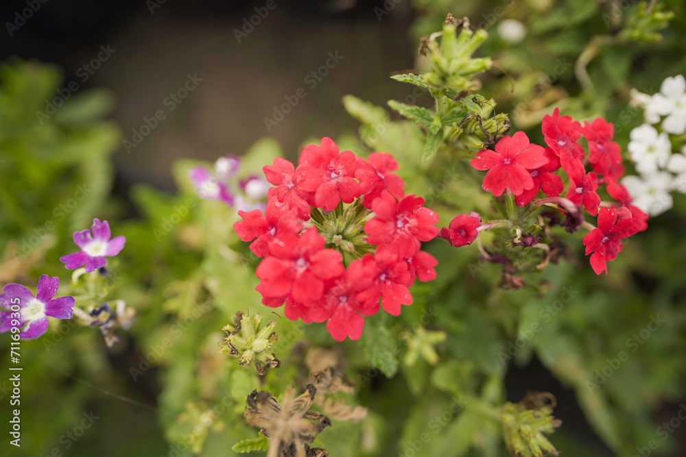 Red verbena flower, Image of annual Verbena hortensis flowering in a garden, Verbena stock images Red verbena flower, Image of annual Verbena hortensis flowering in a garden, Verbena stock images
