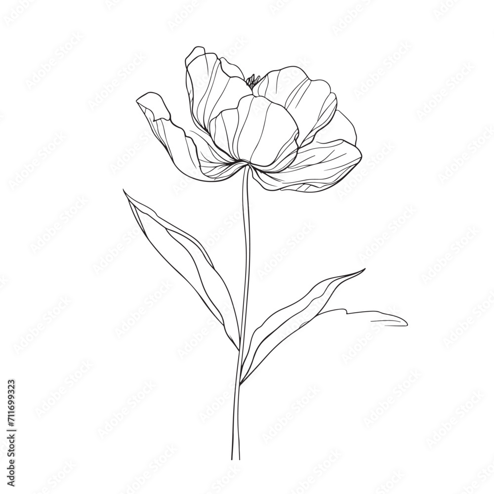 Obraz premium Elegant line drawing of a pretty peony flower. Illustration for invites and cards