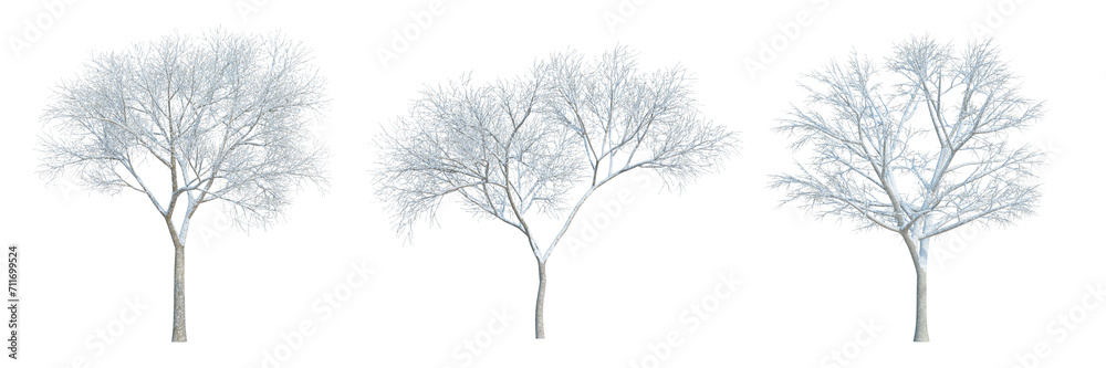 3d rendering Winter tree isolated cut background