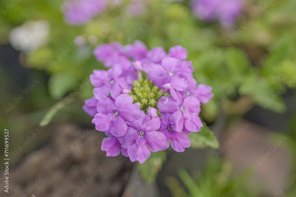 trailing lantana, weeping lantana, creeping lantana, small lantana, purple lantana, trailing shrubverbena, Dame's rocket purple flowers and green leaves, Close-up of Globe Candytuft blossoms stock trailing lantana, weeping lantana, creeping lantana, small lantana, purple lantana, trailing shrubverbena, Dame's rocket purple flowers and green leaves, Close-up of Globe Candytuft blossoms stock