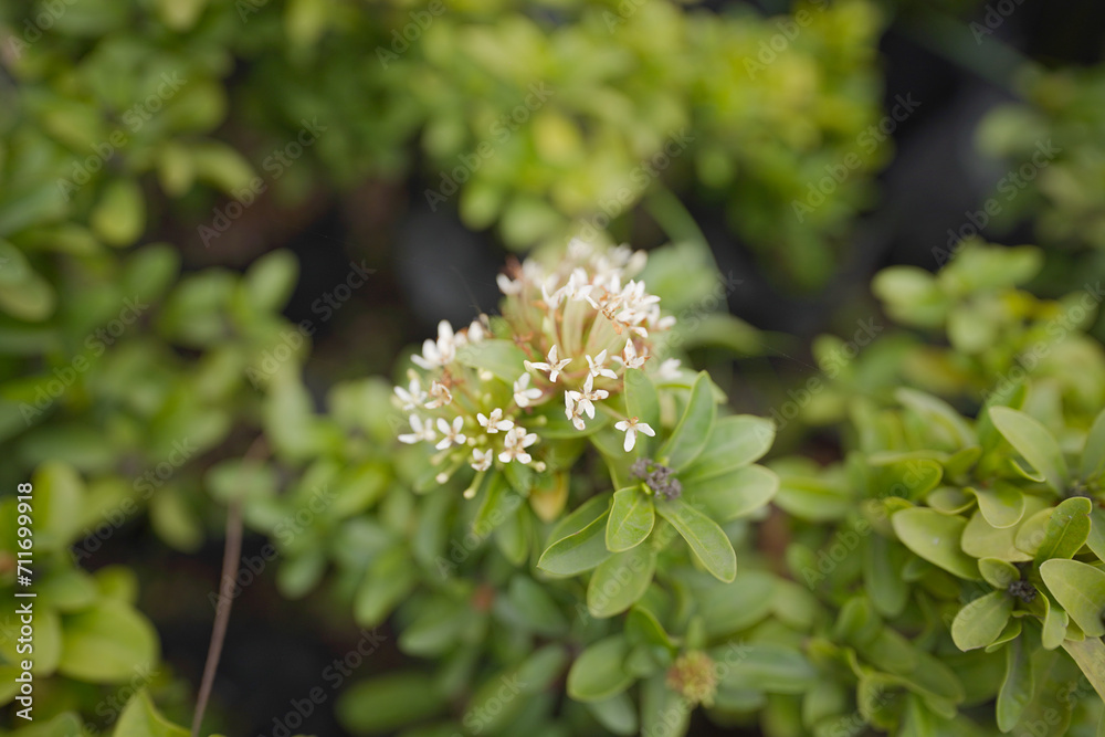 White Stonecrop Laconicum flowers, Jade plant, Sedum stock images, White Stonecrop Laconicum flowers, Jade plant, Sedum stock images,