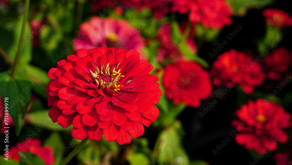 Red zinnia flower with nature green background in blurred garden. Beautiful bright color flower on sunny day with copy space. Red zinnia flower with nature green background in blurred garden. Beautiful bright color flower on sunny day with copy space.