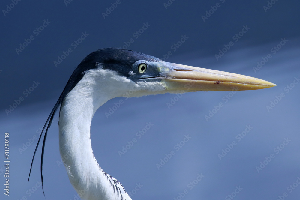 Garça Real Europeia em um lindo close up revelando cada detalhe da sua nobreza. Garça Real Europeia em um lindo close up revelando cada detalhe da sua nobreza.