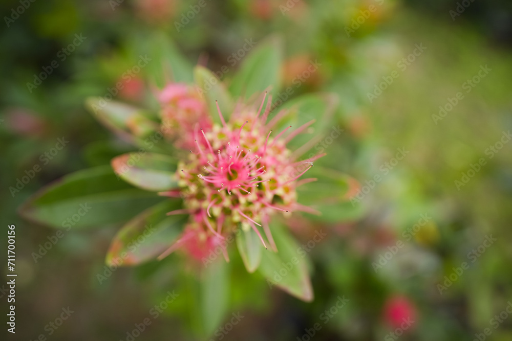 Kunzea pink flower in the garden, Close-Up Red golden penda flower, Beautiful red flower, Beautiful Flower stock photo Kunzea pink flower in the garden, Close-Up Red golden penda flower, Beautiful red flower, Beautiful Flower stock photo
