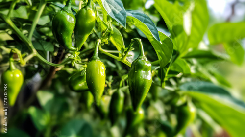 Explore the Padron pepper plant with vibrant green peppers adorned with dewdrops. Experience the cultivation, ripening, and harvesting of these hot Spanish peppers in a garden.