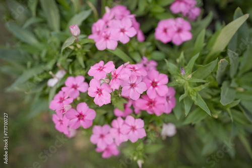 pink flowers, Summer, beauty, flower, white, pink, blossom, Close up of Lanai Verbena pink flowers stock photo