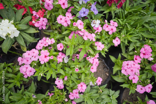 Fototapeta Naklejka Na Ścianę i Meble -  pink flowers, Summer, beauty, flower, white, pink, blossom, Close up of Lanai Verbena pink flowers stock photo