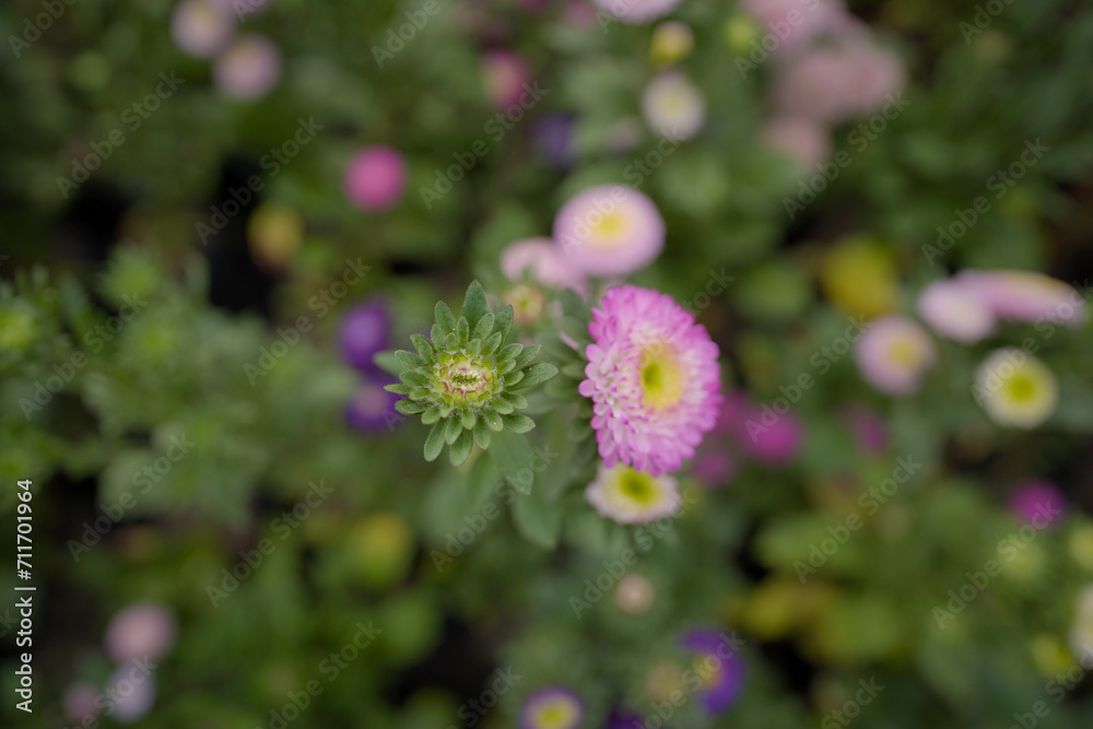 Jasmin flower from winter gardens, top view flower stock images Jasmin flower from winter gardens, top view flower stock images