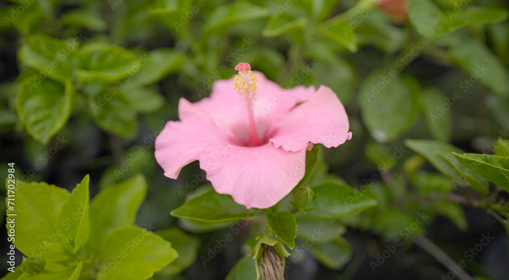 pink rose flower, Beautiful pink hibiscus flowers in the flower garden, Viceroy Dark Pink Tropical Hibiscus Flowers, Pink Hibiscus stock photo pink rose flower, Beautiful pink hibiscus flowers in the flower garden, Viceroy Dark Pink Tropical Hibiscus Flowers, Pink Hibiscus stock photo