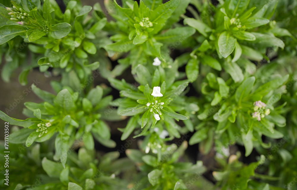 close up of a plant, top view leaves background stock images close up of a plant, top view leaves background stock images