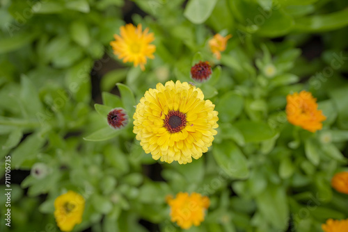 Beautiful Pot marigold  Close up of Colorful  Marigold flower   Yellow Flower   flowers of pot marigold stock images 