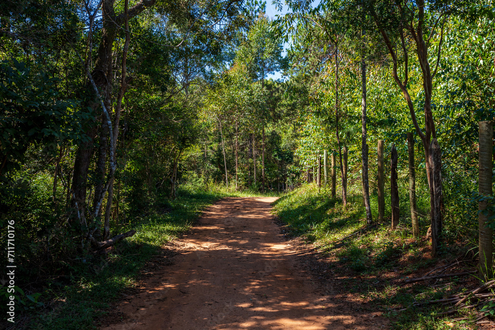 Dirt path between pine trees, eucalyptus trees and farm fences, in the interior of Minas Gerais, Brazil. Dirt path between pine trees, eucalyptus trees and farm fences, in the interior of Minas Gerais, Brazil.