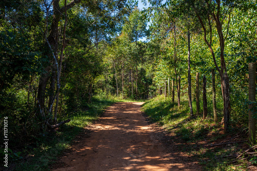 Dirt path between pine trees  eucalyptus trees and farm fences  in the interior of Minas Gerais  Brazil.