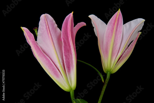 lily flowers grow on a black background