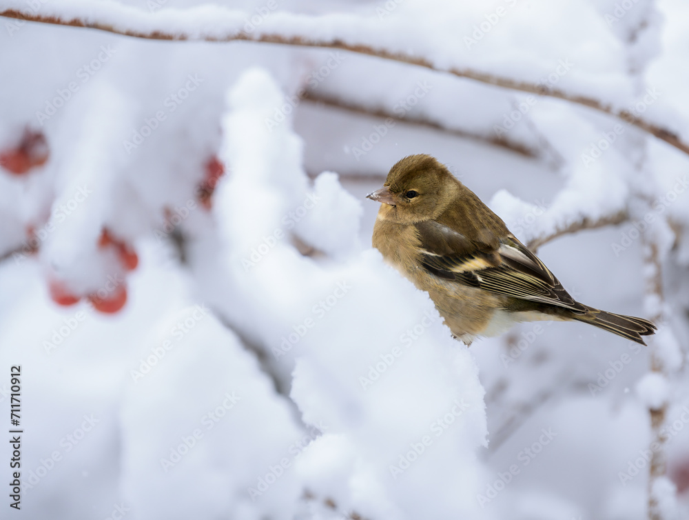 Female chaffinch sitting on a snow covered tree Female chaffinch sitting on a snow covered tree