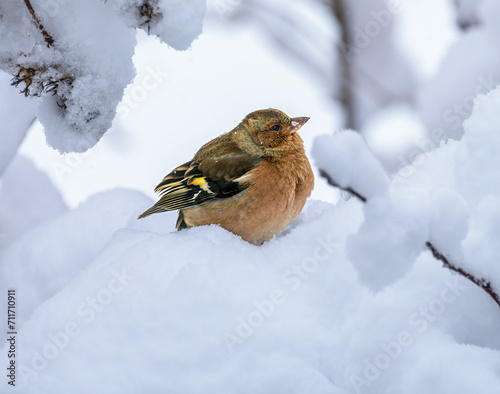 Male chaffinch sitting on a snow covered tree