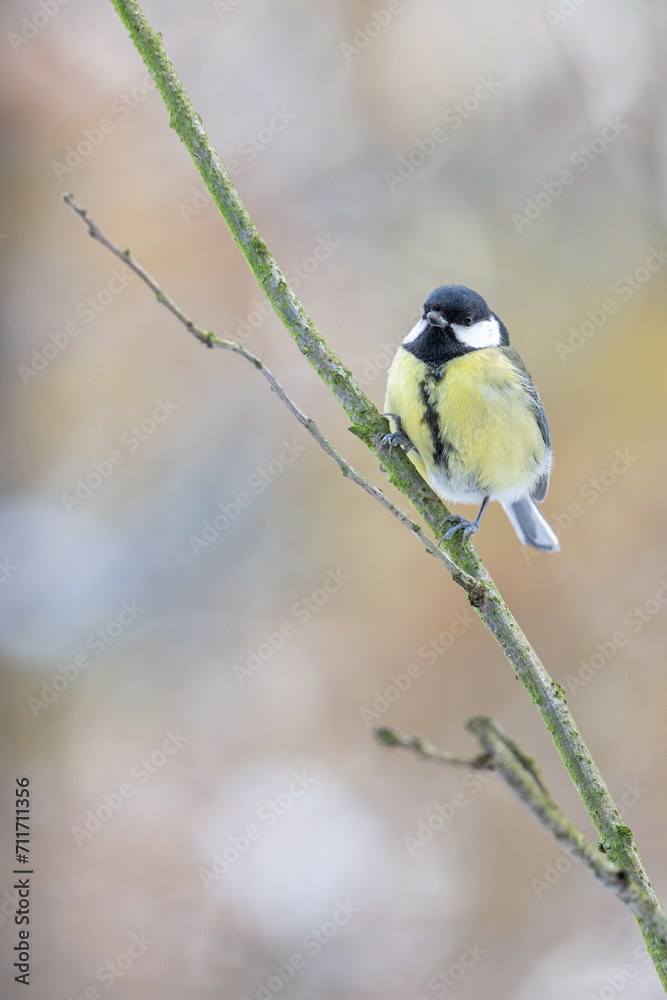 Great tit on a branch in winter.