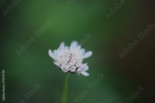 a wiled white garlic flower
