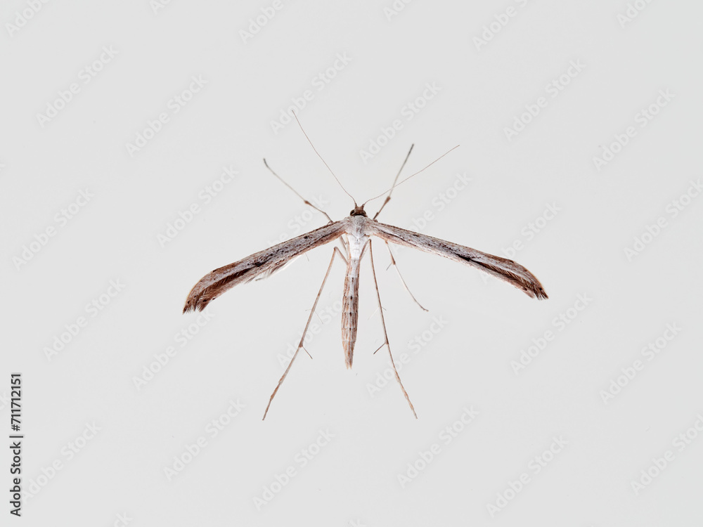 A white plume moths. Emmelina monodactyla