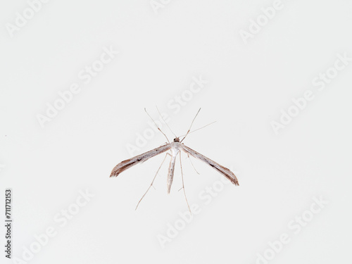 A white plume moths. Emmelina monodactyla © Macronatura.es