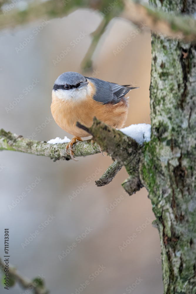 Woodpecker on a branch in winter with snow. Woodpecker on a branch in winter with snow.