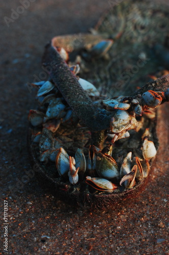 Lepas anatifera, a barnacle attached to a flip flop, found on a beach 