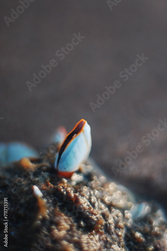 barnacle Lepas anatifera, a barnacle that attaches to drifting objects, found on a beach