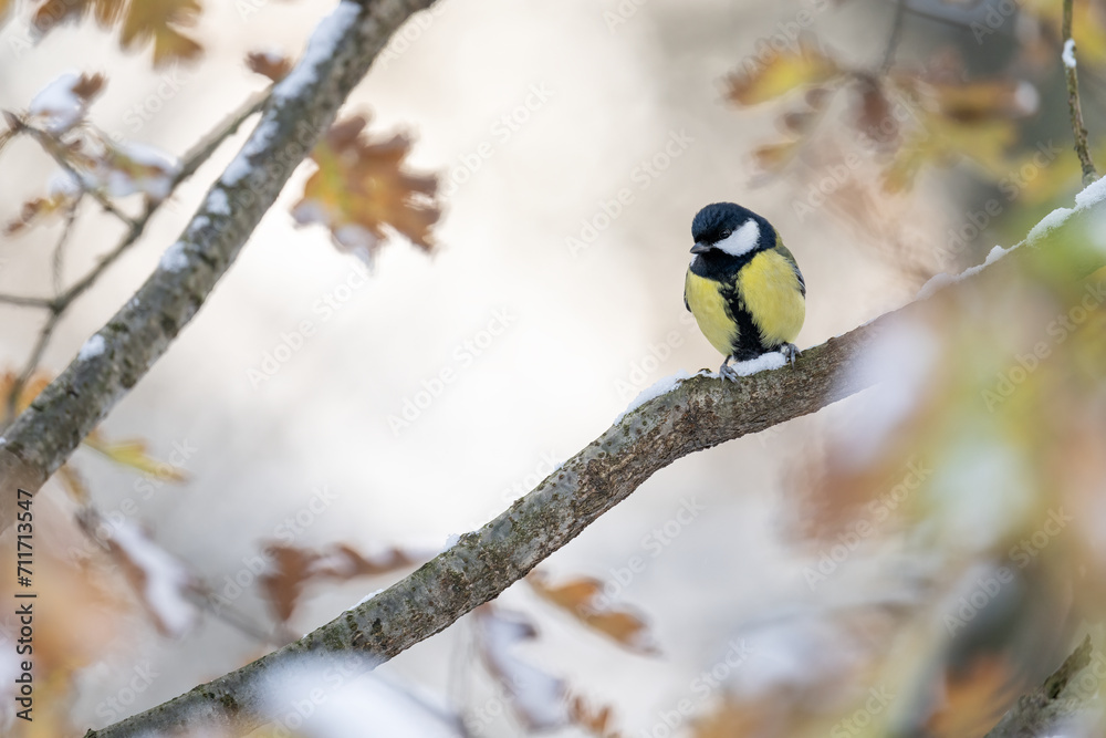 Great tit on a branch in winter with snow. Great tit on a branch in winter with snow.