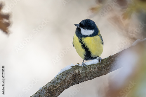 Great tit on a branch in winter with snow.