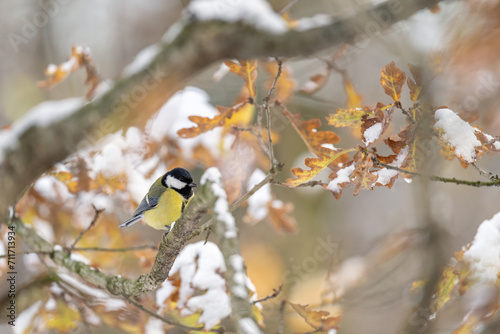 Fotografía Great tit on a branch in winter with snow.
