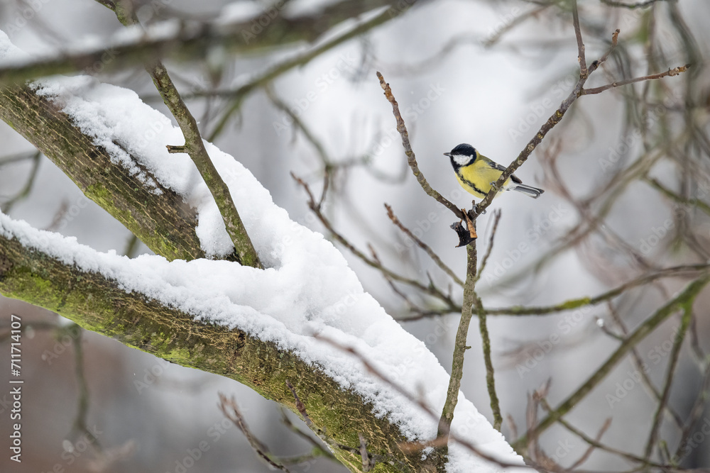 Great tit on a branch in winter with snow. Great tit on a branch in winter with snow.