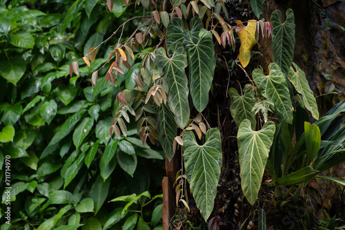 Anthurium Metallicum growing in the rain forest. Anthurium plant foliage background. Anthurium growing vertical photo