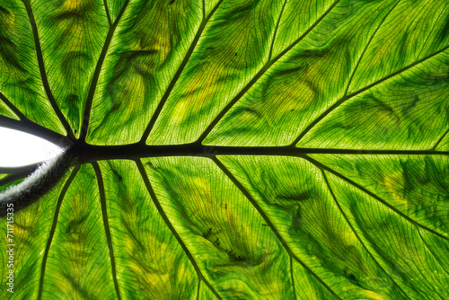 Philodendron Verrucosum foliage close up showing the leaf vein.