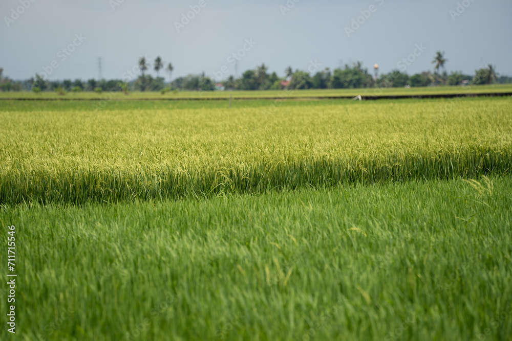 Obraz premium Rice (Oryza sativa) plant close up. Paddy field close up.