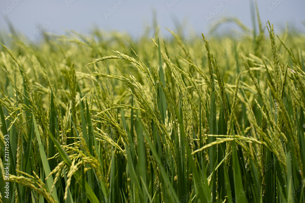 Rice (Oryza sativa) plant close up. Paddy field close up. Rice (Oryza sativa) plant close up. Paddy field close up.