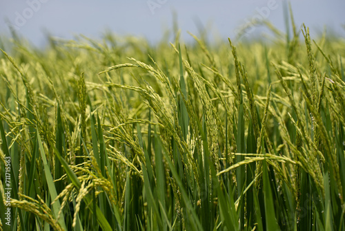 Rice (Oryza sativa) plant close up. Paddy field close up.