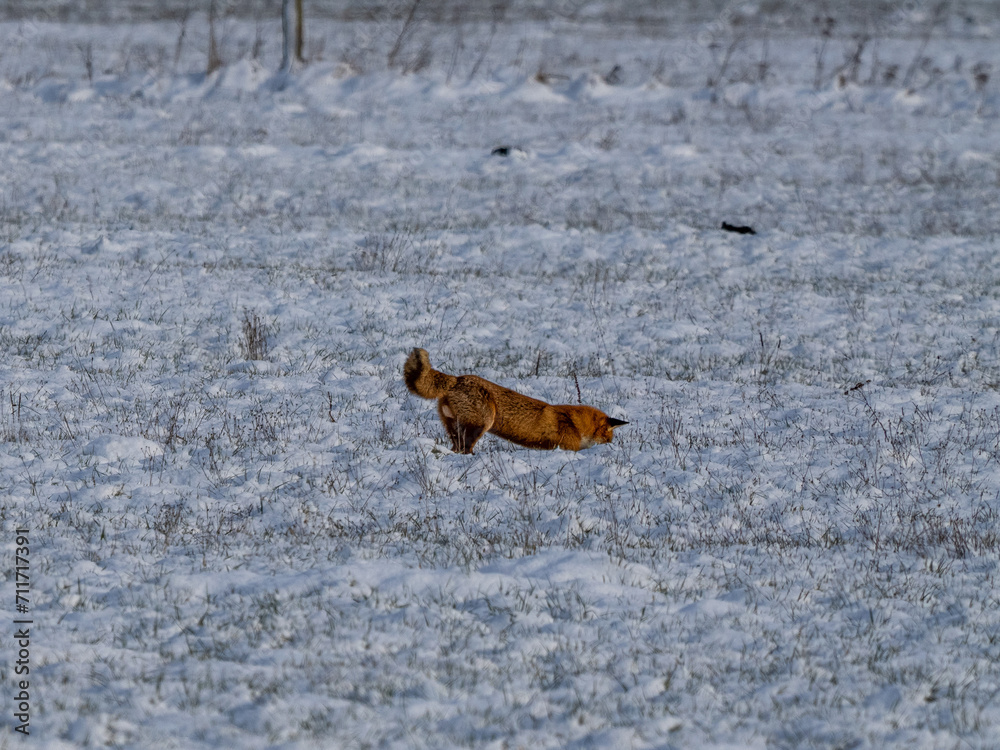Fuchs Fuchs